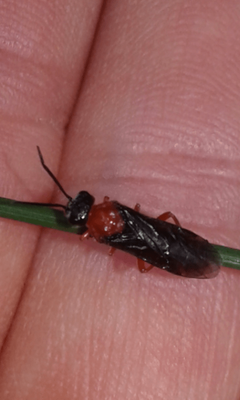 Tenthredinidae : Dolerus etruscus?
